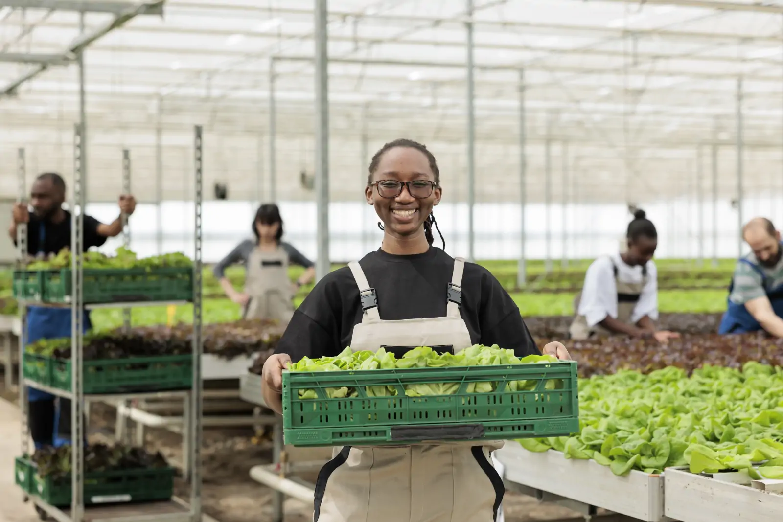 Agribusiness professionals harvesting and inspecting fresh produce